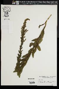 Solidago fistulosa image