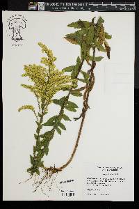 Solidago fistulosa image