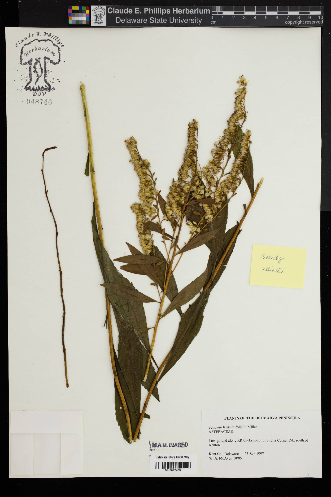 Solidago latissimifolia image