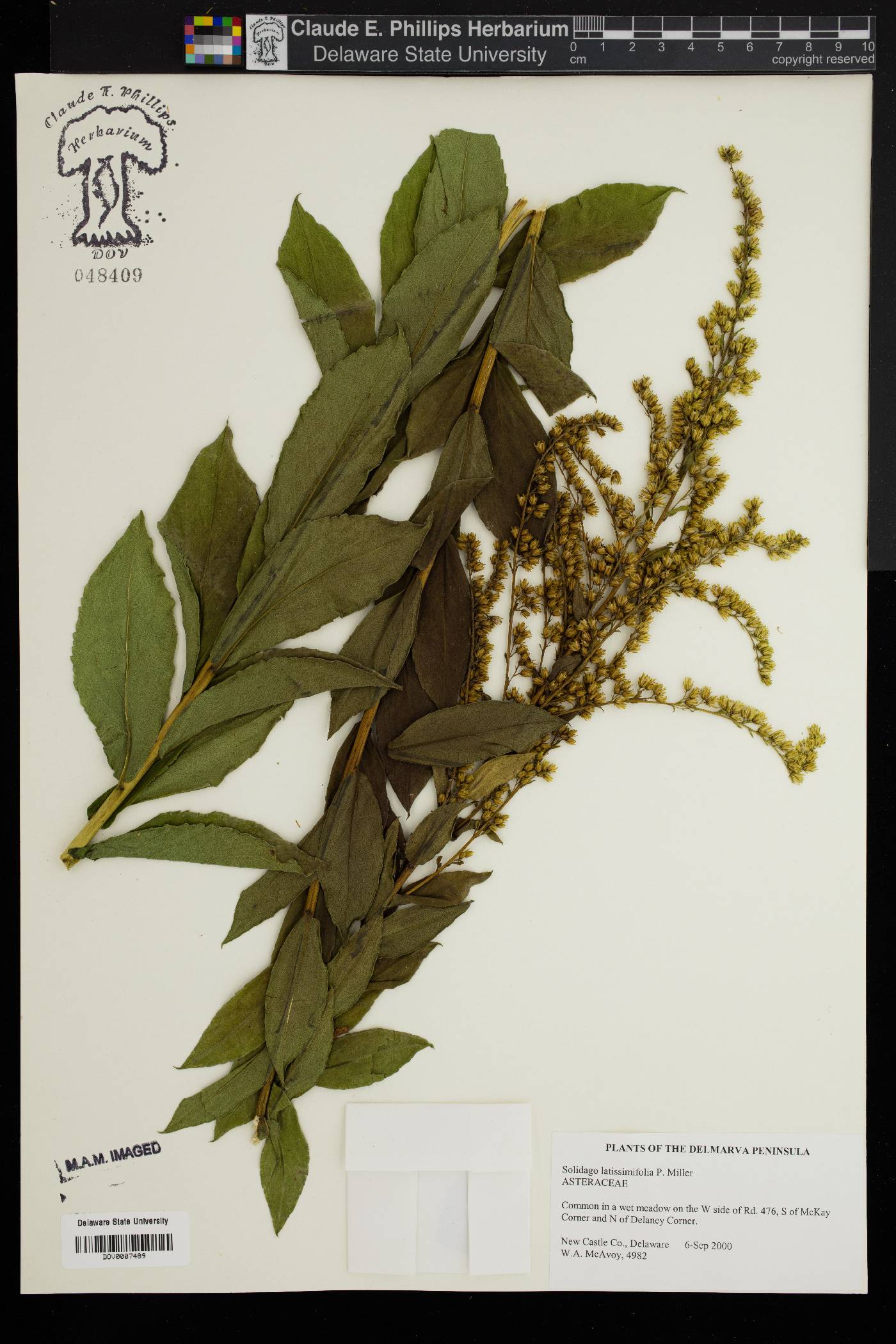 Solidago latissimifolia image