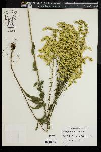 Solidago nemoralis var. haleana image