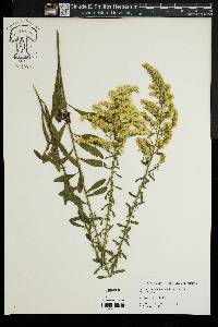 Solidago nemoralis var. haleana image