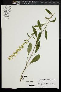 Solidago erecta image