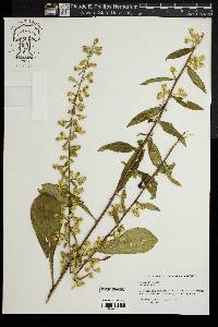 Solidago erecta image