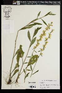 Solidago erecta image