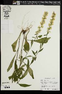 Solidago erecta image