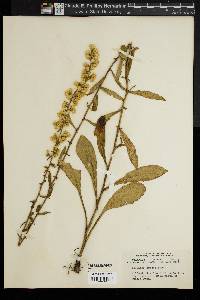 Solidago erecta image