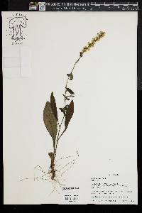 Solidago erecta image