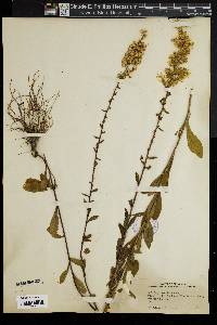 Solidago erecta image