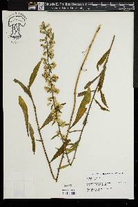 Solidago erecta image