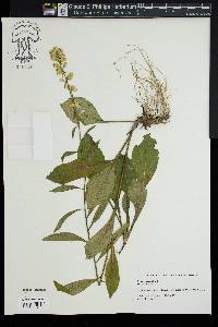 Solidago erecta image