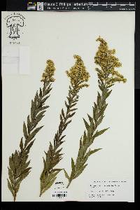 Solidago canadensis var. scabra image