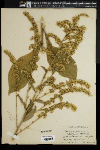 Solidago patula image