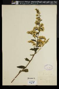 Solidago patula image