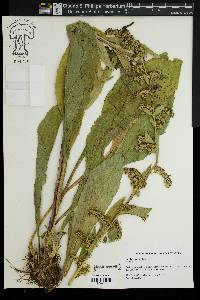 Solidago patula image