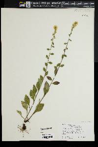 Solidago puberula image