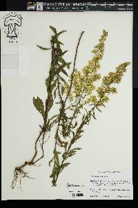 Solidago puberula image