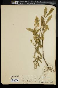 Solidago puberula image