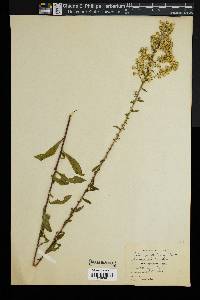 Solidago puberula image