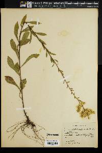 Solidago puberula image