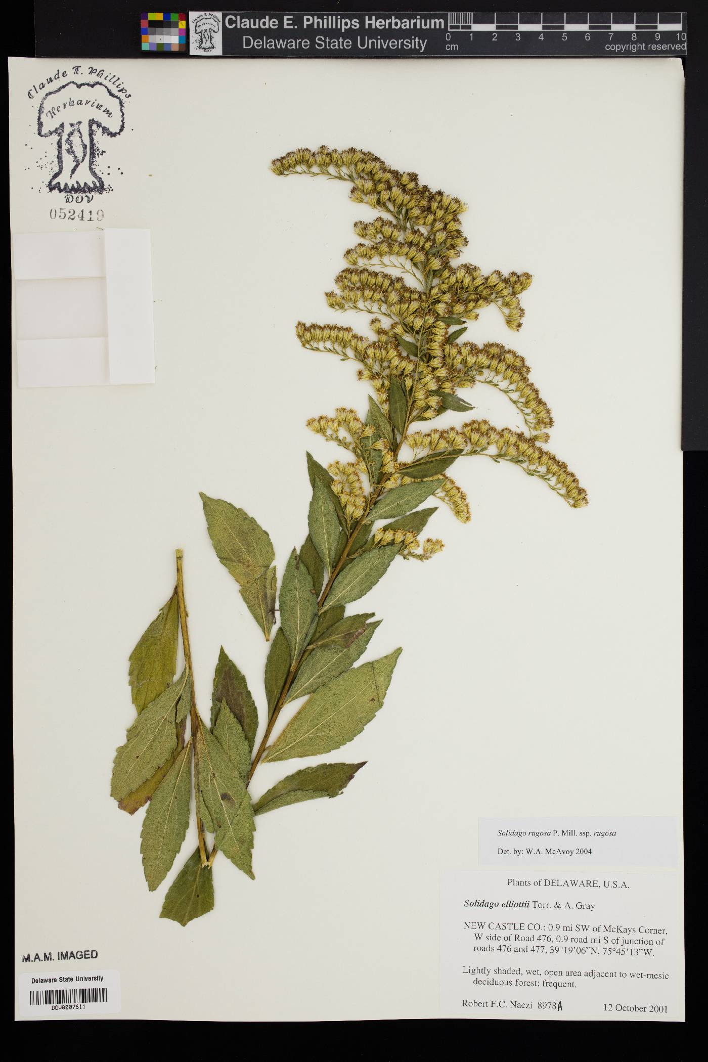 Solidago rugosa subsp. rugosa image