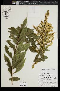 Solidago rugosa var. sphagnophila image