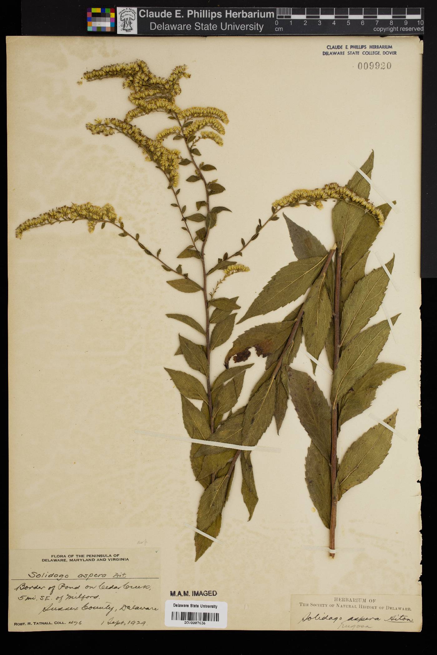 Solidago aspera image