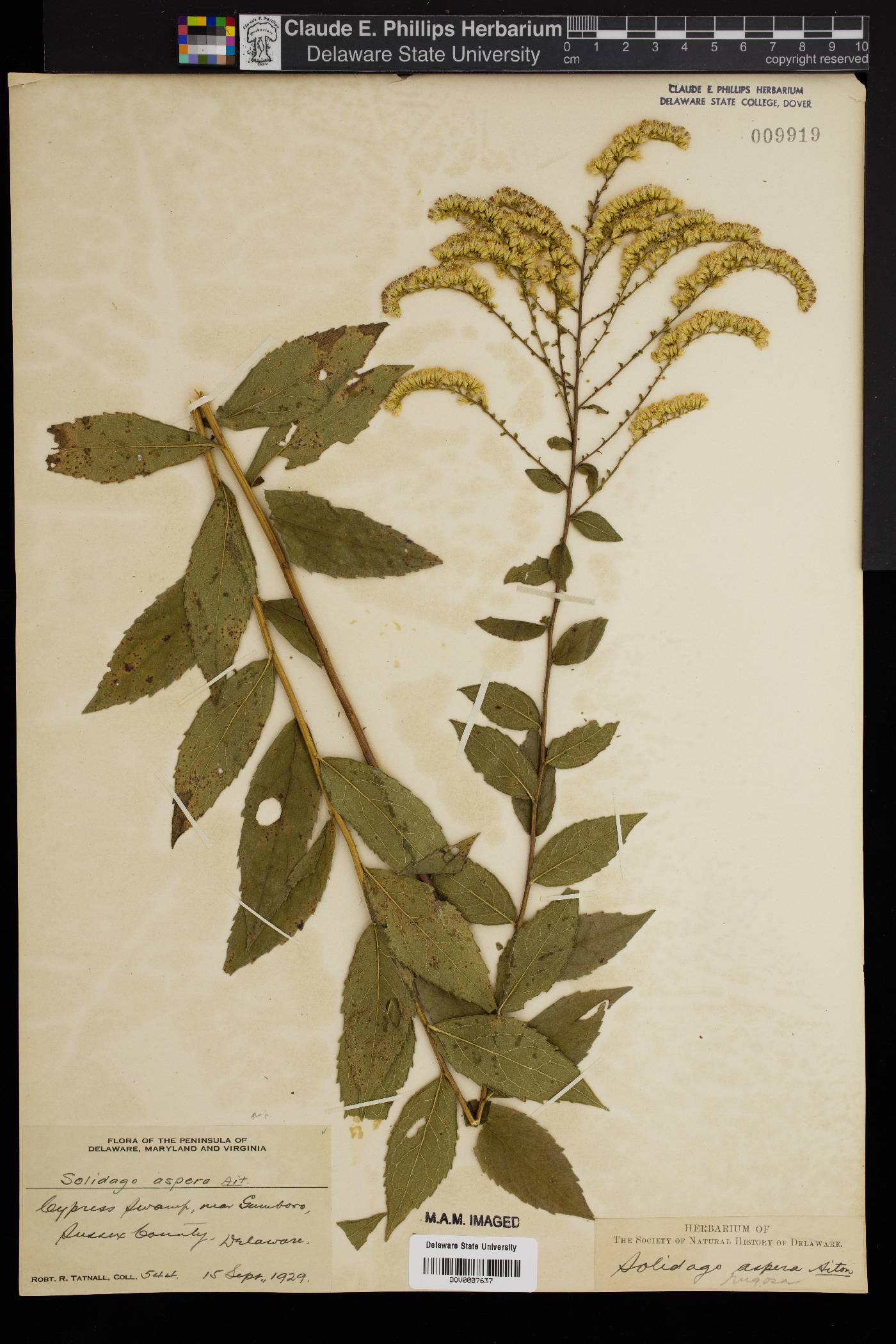 Solidago aspera image