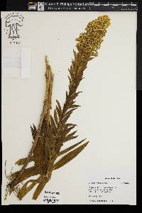 Solidago sempervirens image