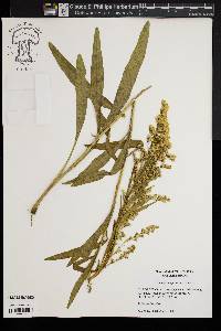 Solidago sempervirens image