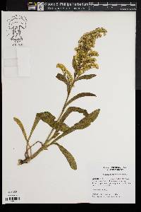 Solidago sempervirens image