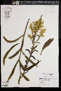 Solidago sempervirens image