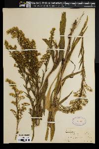 Solidago sempervirens image