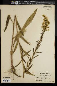 Solidago sempervirens image