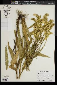 Solidago sempervirens image