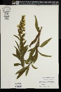 Solidago sempervirens image