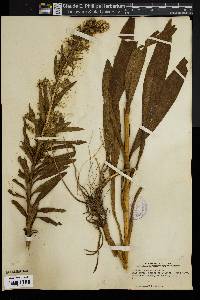 Solidago sempervirens image