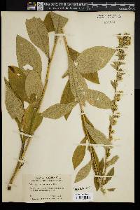 Solidago squarrosa image