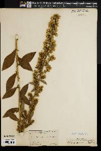 Solidago squarrosa image