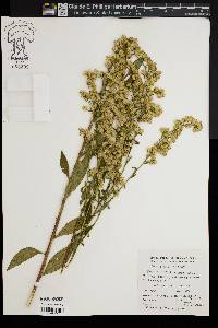 Solidago tarda image