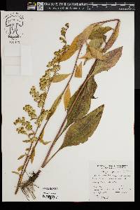 Solidago speciosa image