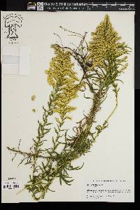 Solidago tortifolia image