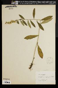 Solidago bicolor image