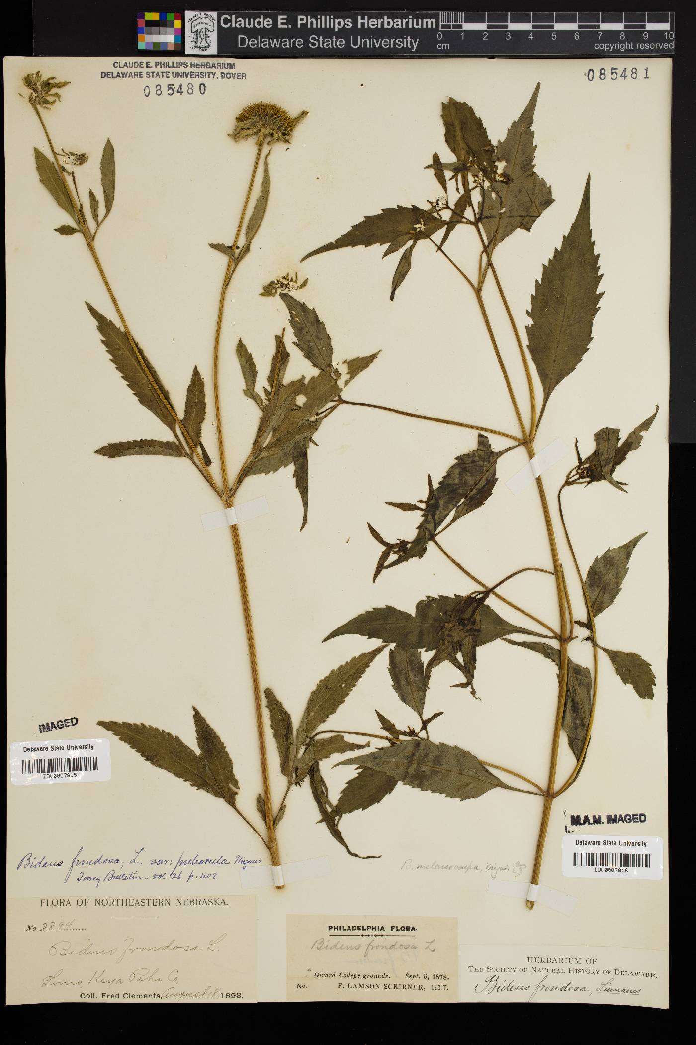 Bidens frondosa var. puberula image