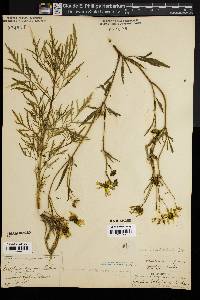 Bidens trichosperma image