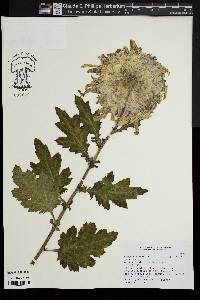 Chrysanthemum x morifolium image