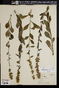 Solidago erecta image