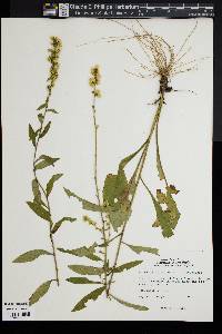 Solidago erecta image