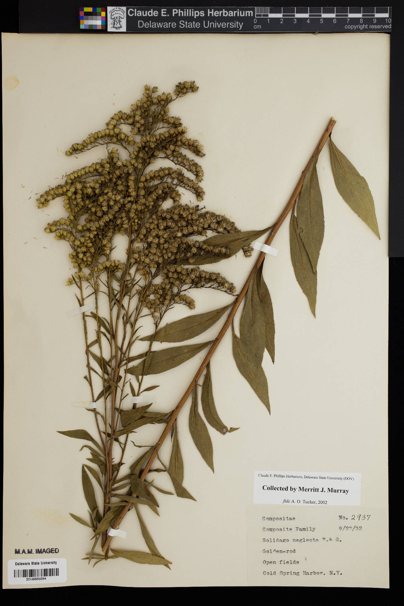 Solidago neglecta image