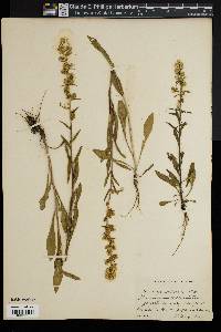 Solidago puberula image